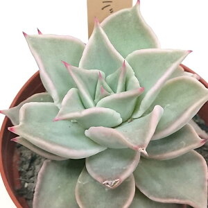 }fBo GPxA Jbgc A  񂹐A A ₵ c Jbgc ϗtA  t}