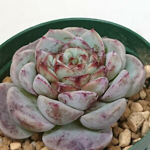 bhxxbg GPxA Jbgc A  񂹐A A ₵ c Jbgc ϗtA  t}