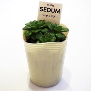 ITANSE Z_ eBWA 2.5 4Zbg iőIׂ鑽A w Sedeveria Letizia/xPC\EȃZfxA ϊΑN (A) /Yn LVRȂ/ʖ ؋ Zf