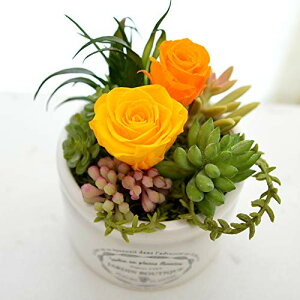 yMtgzvU[uht[ [Y×AitFCNj [Yellow-G Plants] (񂹐A)  vU ϗtA