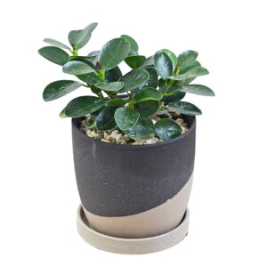 t[R[|[V p_KW} K̖ S 픫 4 q[|bg 炴 ubN   j CeA {  ϗtA