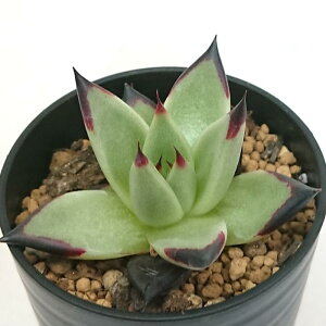 AK{CfX G{j[ X[p[N[ GPxA Jbgc A  񂹐A A ₵ c Jbgc ϗtA  t}