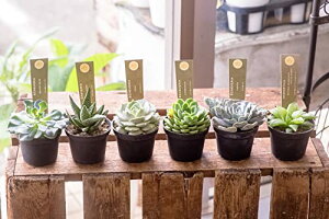 A c 2.5|bg  ܂ MIX Zbg (A[XTLg2.5c(܂6Zbg))