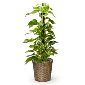 bloomee(u[~[) |gX ϗtA (7 ҂ݍ݃oXPbg Jo[ t) { ^ p  (^Abv C )  CeA 傫 (Mtg v[g j) S҂