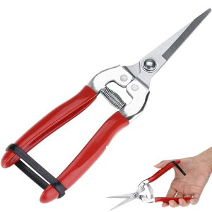 KALOLINNA  |Yf|n |p͂ ͉ Kɋ ₷ ~ ϋv  E ~ ؂̙ p