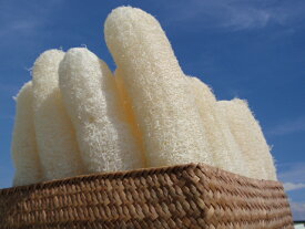6本or10本【訳あり品】へちま スポンジ クイーンサイズ 特大 食器洗い 油汚れ たわし 補正 帯枕 帯板 前板