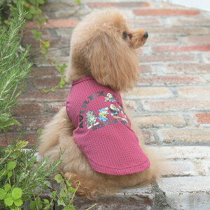 AVIREX ABbNX ArbNX tF[hEHbV^N | ^Ngbv  hbOEFA 25s