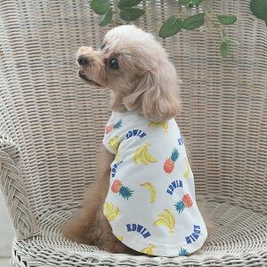 EDWIN GhEC GhEB gsJN[^N | ^Ngbv  hbOEFA 25s