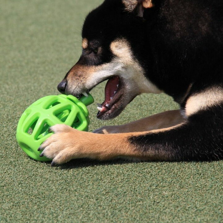 楽天市場 Fofos フルーツバイト 洋梨 ペットグッズ 犬用 おもちゃ 犬のおもちゃ 雑貨ネットオンライン 楽天市場店