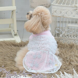 2025NV ROPE PICNIC ysNjbN hbLO`[s[X | s[X  hbOEFA 25a