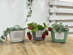 メルシーポット 穴あり ブリキポット MH1565 1567 1569ハング型ポット ブリキ缶 ブリキプランター おしゃれ オシャレ アンティーク風 ジャンクPOT 多肉植物 寄せ植え TIN Tin 植