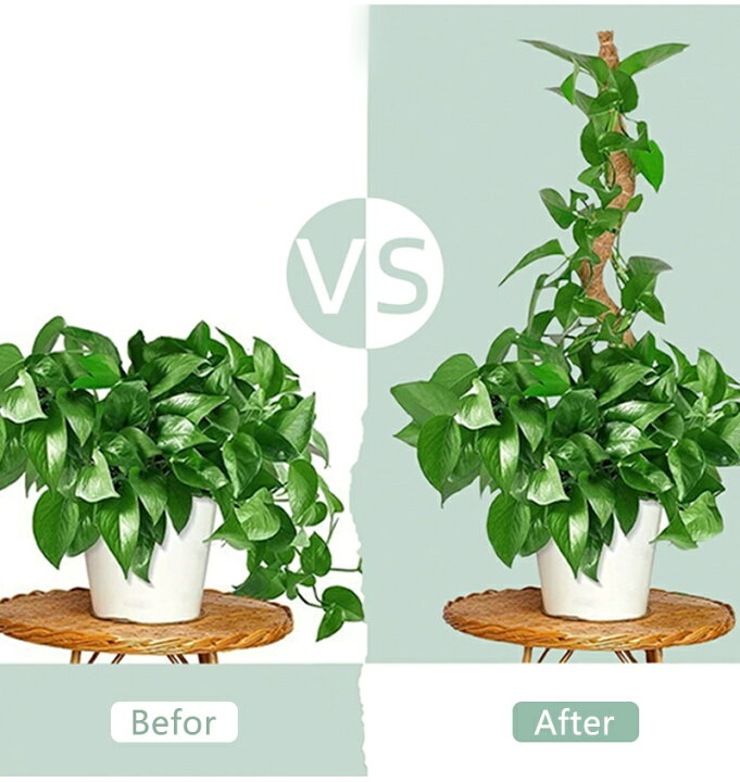 楽天市場】ヘゴ支柱 2本セット 園芸支柱 好きな形に曲げる 誘引 支柱  