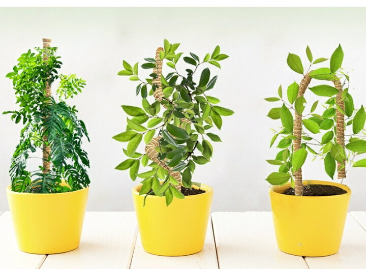 楽天市場】ヘゴ支柱 2本セット 園芸支柱 好きな形に曲げる 誘引 支柱  