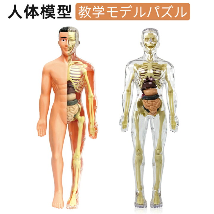 楽天市場】人体模型 骨格 ミニ 人体骨格模型 人体解剖学モデル 人体 
