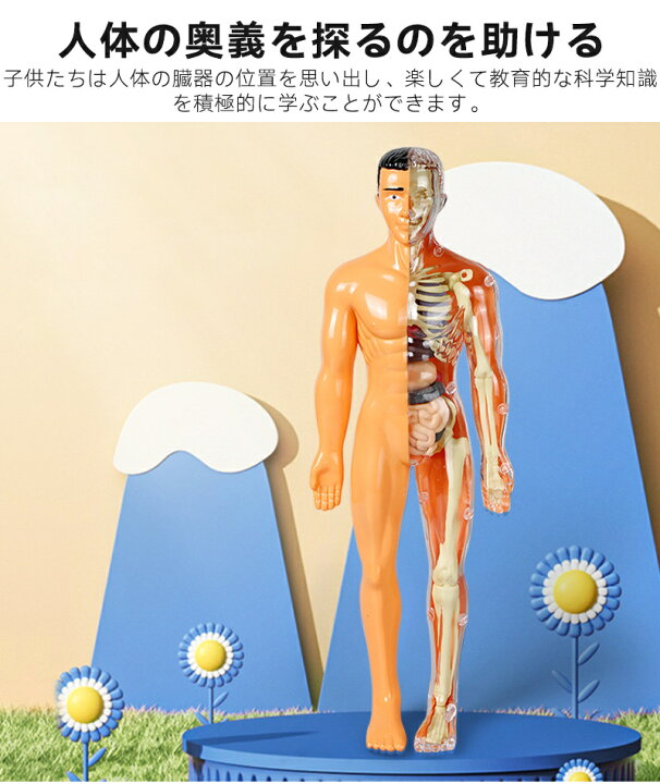 楽天市場】人体模型 骨格 ミニ 人体骨格模型 人体解剖学モデル 人体 