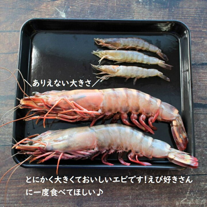楽天市場 特特特大 天然有頭エビ ６尾 １ ５kg えび 海老 スーパービッグ 大きなエビ スーパージャンボ シータイガー 希少 レア ざこばの朝市オンラインショップ