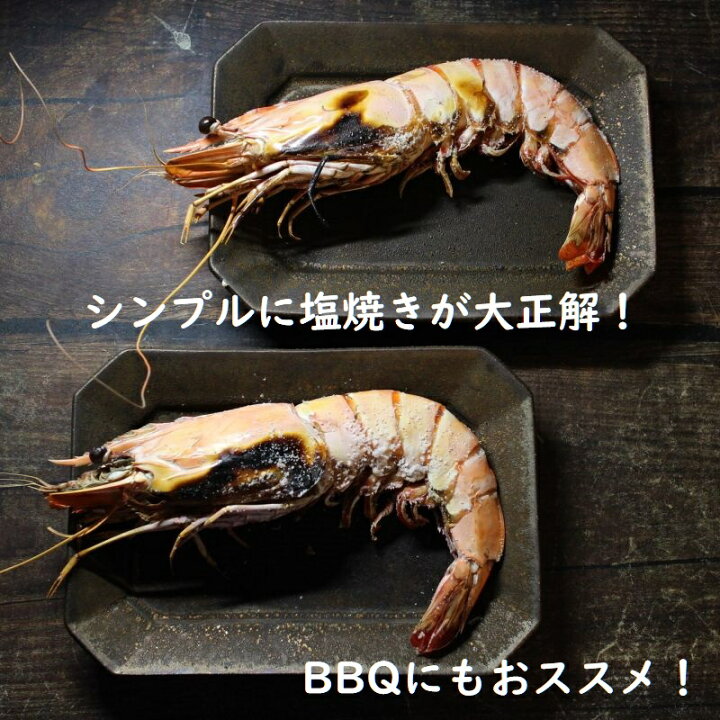 楽天市場 特特特大 天然有頭エビ ６尾 １ ５kg えび 海老 スーパービッグ 大きなエビ スーパージャンボ シータイガー 希少 レア ざこばの朝市オンラインショップ