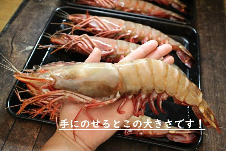 楽天市場 特特大 天然有頭エビ ８尾 １ ５kg えび 海老 スーパービッグ 大きなエビ スーパージャンボ シータイガー 希少 レア ざこばの朝市オンラインショップ