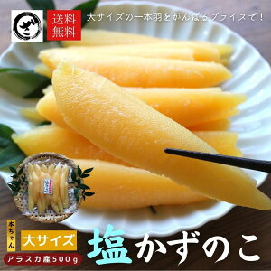 VR ̎q AXJY TCY 500g 1{ { ̂ JYmR@傫@ő勉