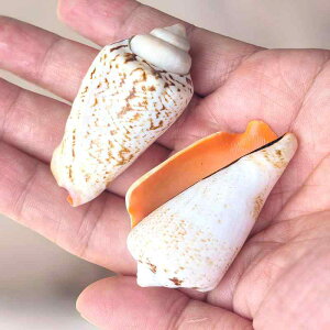 Lk VR g  ANAE CAEg  u IuWF nC }eCXg Be CeA fBXvC Rf 