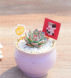 Ƌ̏蕨 A  Aؔ | A 񂹐A 킢 v`IAVX