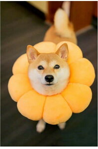 Aj}lbJ[ L  jbg sN t[`[t ybgplbJ[ GUxXJ[ ȒP \tgGUxX y 炩 Ђ