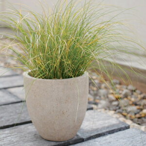 Aؔ  ^ Zg R[eXEhL (2F) 50cm 17   x[W O[ ۂ ~` 픫 Zg RN[g v^[   傫 K[fjO  A