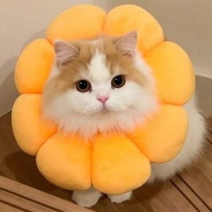 GUxXJ[ L  \tg ybgpi |fO Jt  킢 ʐ^