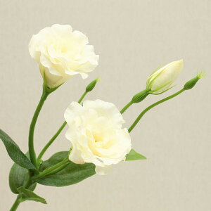  j[ LLE 6F A tFCNt[ CeA 31{ 2_Zbg ԑ u[P ֑}  AW {  VNt[ sN CG[ _[Nbh zC