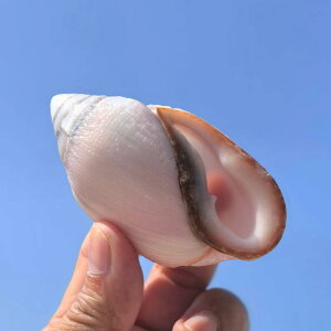 ANAEI[ig VR ~gL VF W{ 傫߃TCY CeA u  CAEg  Vؕ(x2)