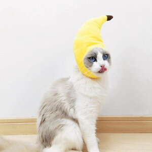 ybgXq oii nEB Halloween   Xq Lnbg ybgpRXv EȒP L  L[g hbOEFA ʔ Be  ւ ϐgObY ybgpi