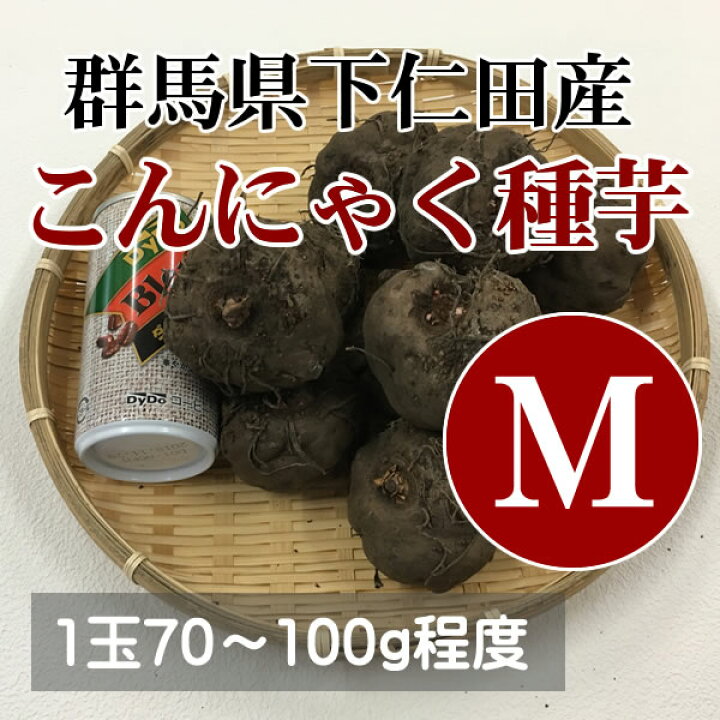 楽天市場】【産地直送】☆栽培用☆こんにゃく種芋[M][100個](Mサイズ 
