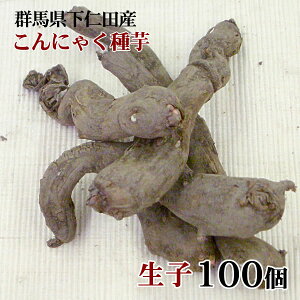 楽天市場 本場の材料でこんにゃく作り こんにゃく種芋 栽培用 下仁田 ぜいたく庵 楽天市場店