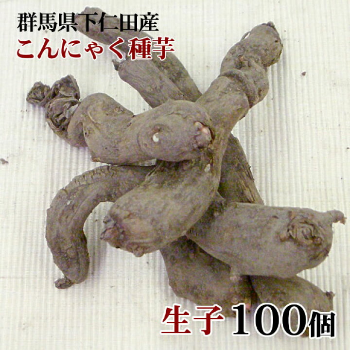 楽天市場】【産地直送】☆栽培用☆こんにゃく種芋[生子][100個 