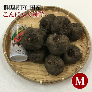 楽天市場 本場の材料でこんにゃく作り こんにゃく種芋 栽培用 下仁田 ぜいたく庵 楽天市場店