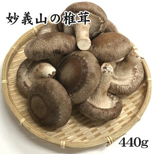 y`R̂zԂ񂿂̒ő[440g]