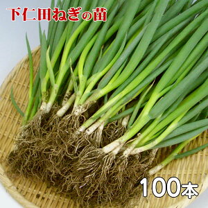 �y���m�c���璼���z���m�c�˂��c[100�{](�͔|�p���m�c�l�M�̕c)