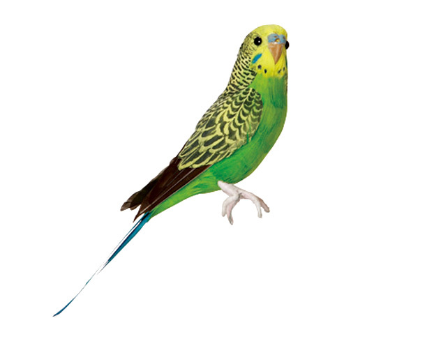 Budgie(Green) セキセイインコ グリーン PUEBCO Artificial Birdsプエブコ アーティフィシャルバード124070【あす楽対応_東海】