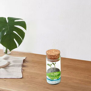 �~�j�K���X�ԕrDIY�V�[�h�A�͐��k�͔|�n�[�u�~�̓O���[��