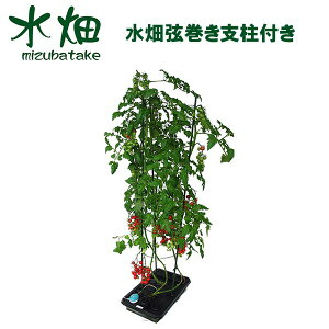 観葉植物 支柱の人気商品 通販 価格比較 価格 Com