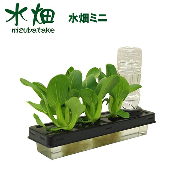 楽天市場 送料無料 水耕栽培キット水畑ミニ 水耕栽培 キット セット 水栽培 家庭菜園 容器 カー用品と雑貨のゼンポー 楽天市場 送料無料 水耕栽培キット水畑ミニ 水耕栽培 キット セット 水栽培 家庭菜園 容器 カー用品と雑貨のゼンポー
