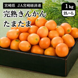 宮崎県 完熟きんかん「たまたま」 1kg（2L～Lサイズ・バラ詰め） JA宮崎経済連 1月下旬発送開始