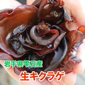 y2025Nx̔JnzLNQ 茧 Β 600g yz_ Y ۏ ͔| N[ւł͂  yY 炰