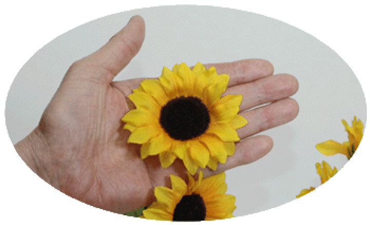 楽天市場】ひまわり【夏】花径約7cm 全長約50cm 6輪付ひまわり(花径約