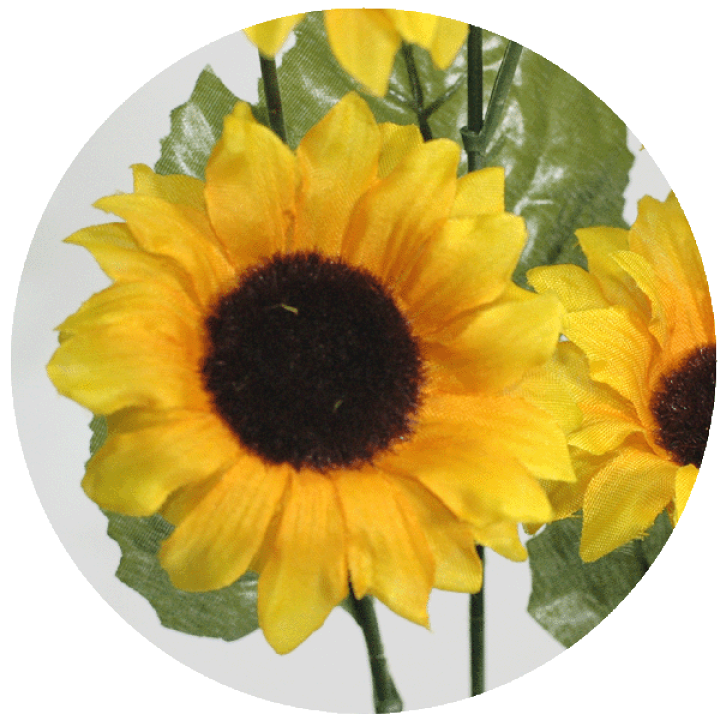 楽天市場】ひまわり【夏】花径約7cm 全長約50cm 6輪付ひまわり(花径約