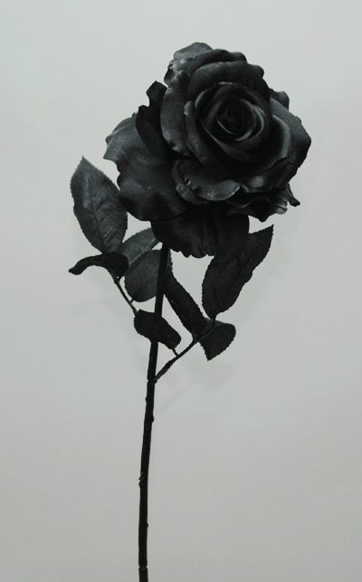 楽天市場 再入荷 黒のばら 造花 全長67cm 黒のローズ 黒のばら 花径約12 5cm A 造花の店ａｚｕｍａ
