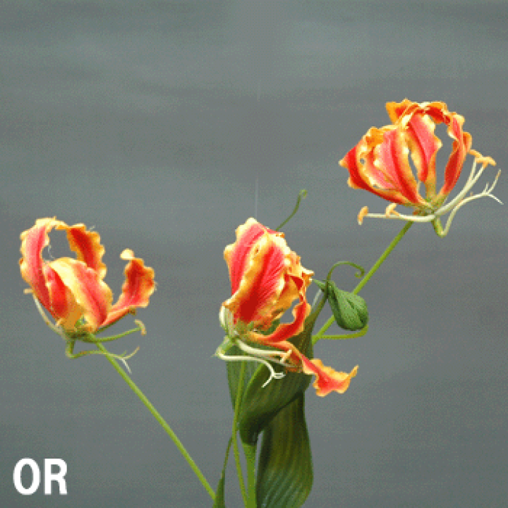 楽天市場】全長約70cm【グロリオサ3輪付】*アスカ A-36053