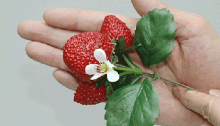 いちごさま専用 楽天市場】いちごピック [食品サンプル いちご] 1本売