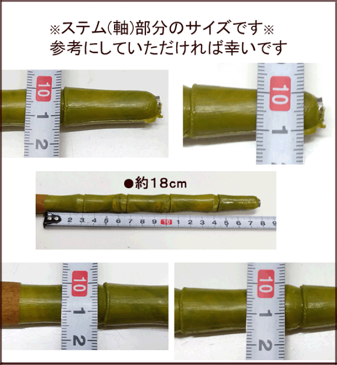 楽天市場】[お勧め・最短4月26日出荷]笹180cm 地鎮祭用竹(笹) 4