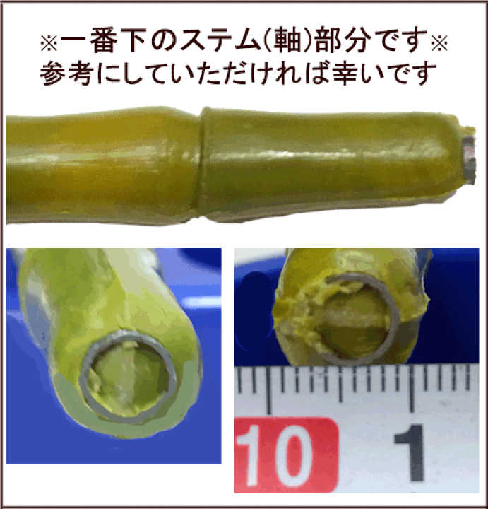 楽天市場】180cm地鎮祭竹笹【4本set】[お勧め・最短出荷]笹180cm